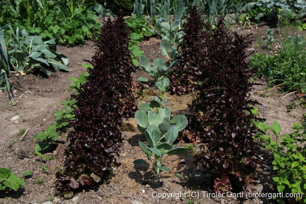 Buschbohnen - Kohl