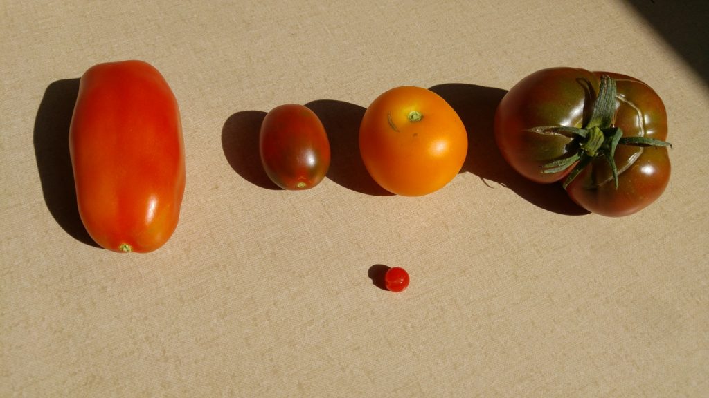 Tomatensorten im Vergleich